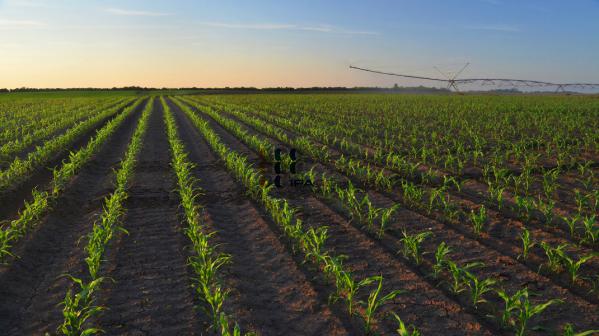مشخصه انواع نوار تیپ ایرانی