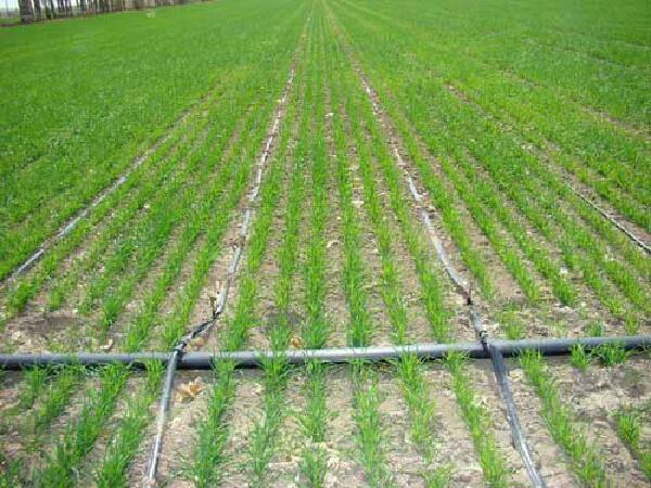 خرید انواع نوار تیپ آبیاری ۱۰۰۰ متری