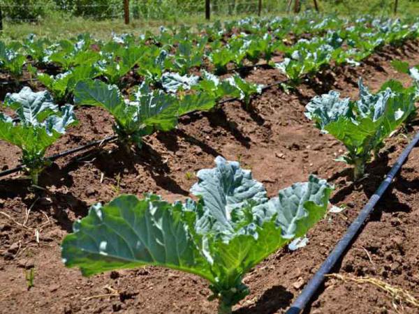 تولیدی بزرگ نوار تیپ درز وسط