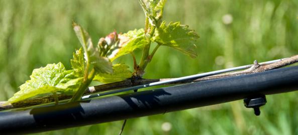 صادرات انواع نوار آبیاری دریپردار پلی اتیلن