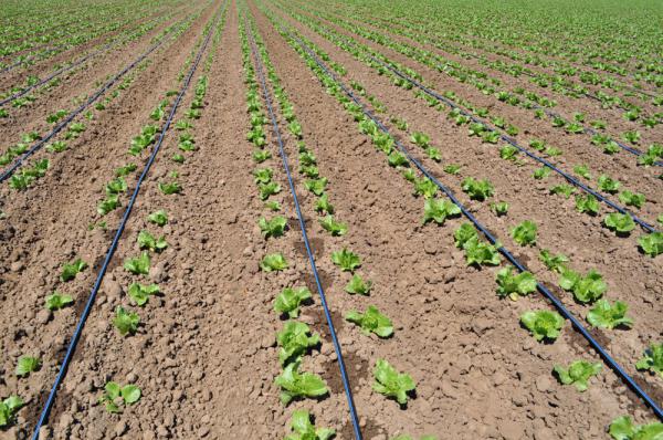 فروش نوار تیپ قطره ای پلی اتیلن