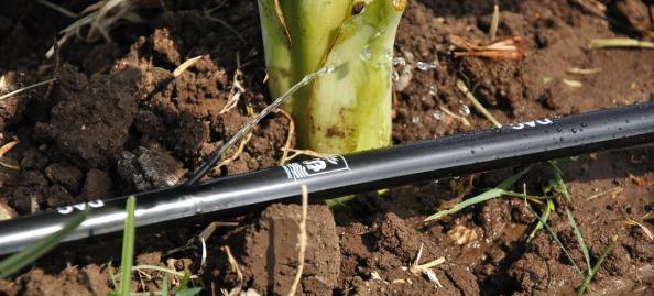 بازار پخش نوار تیپ آبیاری پی وی سی