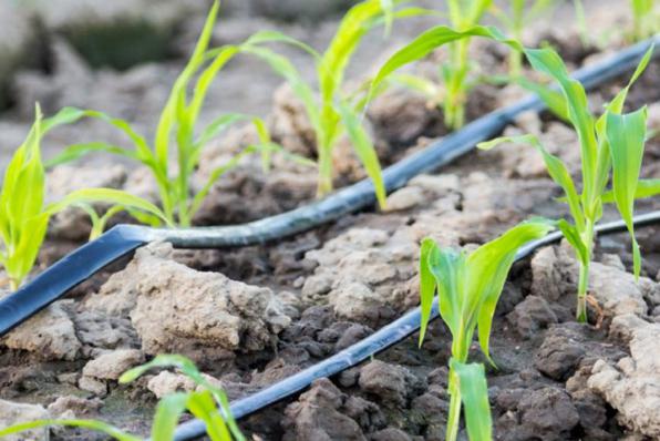 اطلاعاتی مختصر در مورد نوار تیپ آبیاری گندم