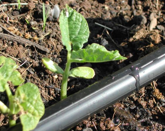 توزیع کننده نوار تیپ آبیاری کشاورزی