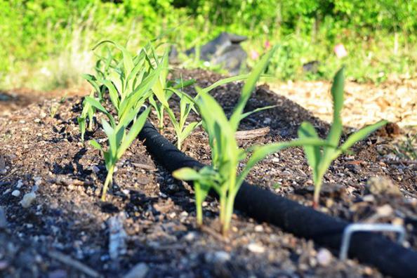 خصوصیات قابل توجه نوار آبیاری درز وسط