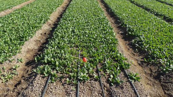 فروش مستقیم نوار تیپ پلاکدار پلی اتیلن