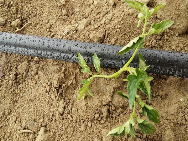 3 نکته در مورد نوار آبیاری پلی اتیلن