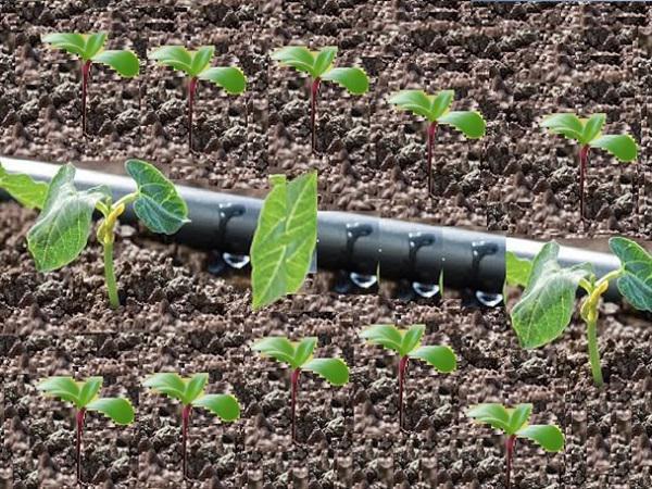 بازار فروش نوار آبیاری درز وسط