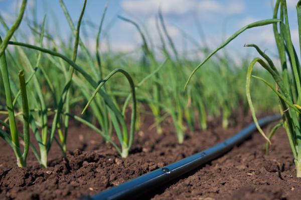 پخش انواع نوار آبیاری 20 سانتی